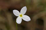 Bluets